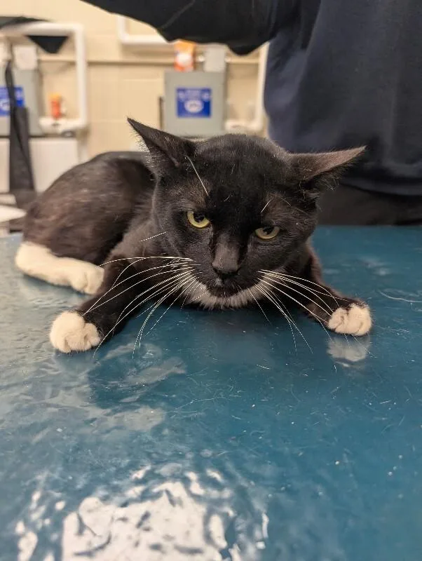 An adult medium-sized male Black Domestic Short Hair cat named Sylvester for adoption in Mobile, AL