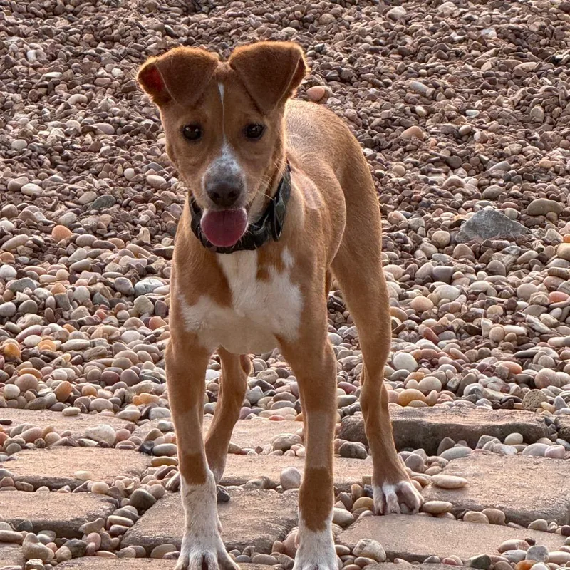 A young small-sized male Hound dog named Roger for adoption in Southside, TN