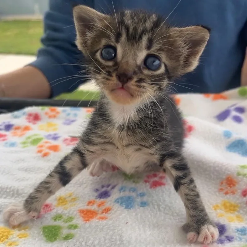 A baby small-sized female Brown / Chocolate Domestic Short Hair cat named Zoey Jane for adoption in Columbiana, AL