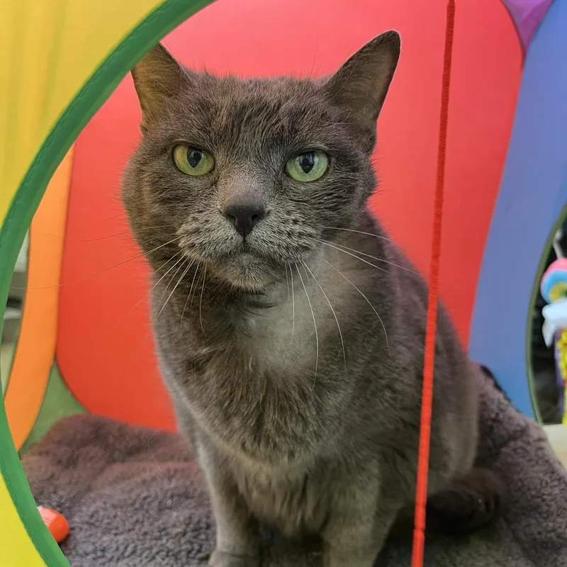 Sterling thumbnail 2