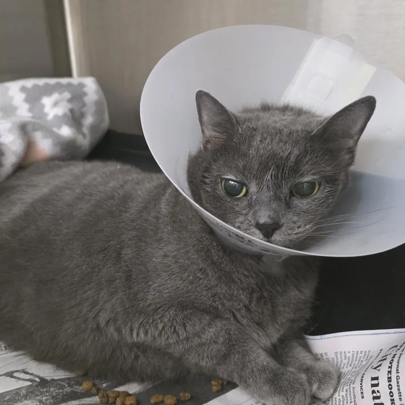 Sterling thumbnail 3