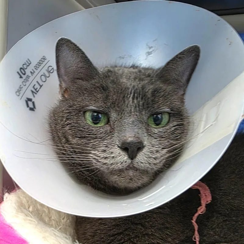 Sterling thumbnail 5