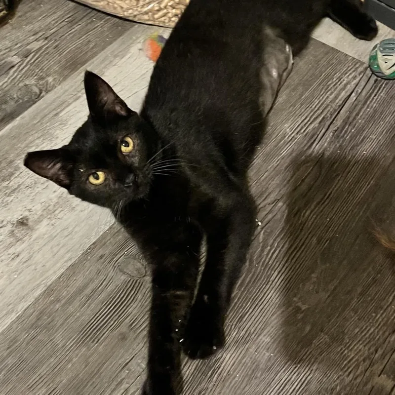 A young small-sized female Black Domestic Short Hair cat named Star Shine for adoption in Volcano, HI