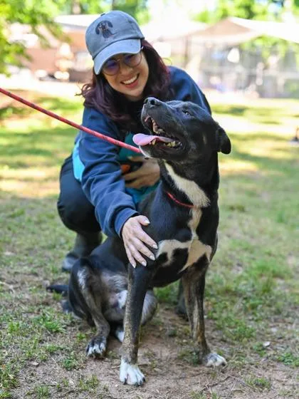 A young large-sized male Mixed Breed dog named Koala for adoption in Chamblee, GA