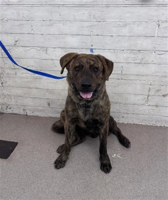 A young large-sized male Pit Bull Terrier dog named Ramen for adoption in San Bernardino, CA