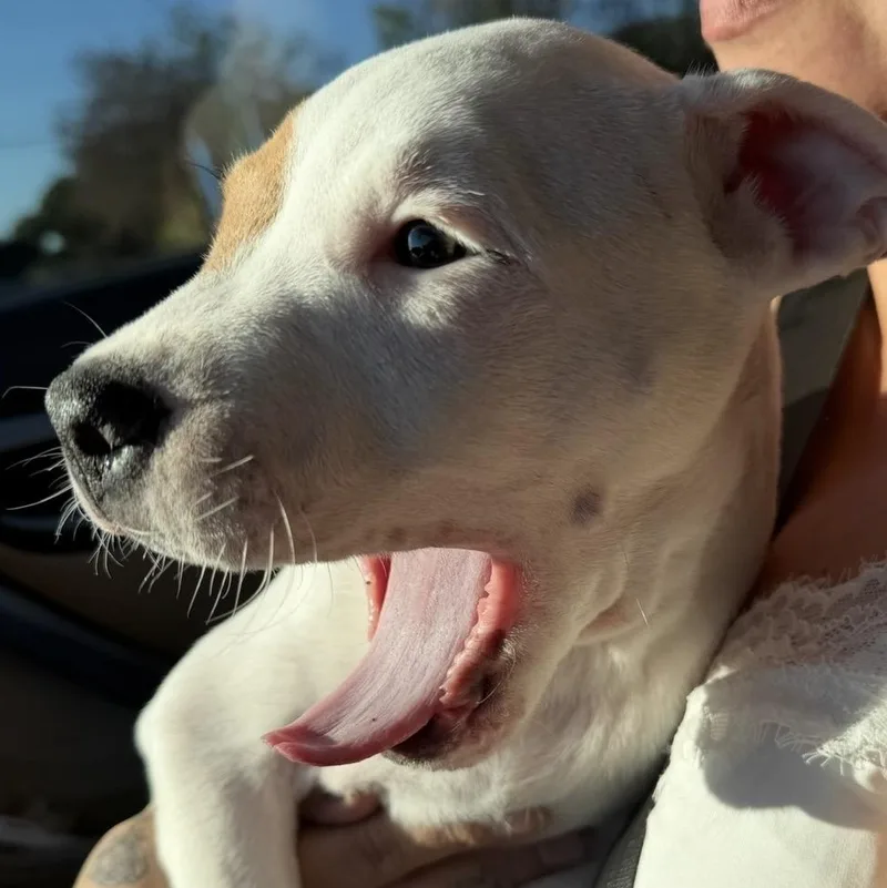 Bentley thumbnail 2