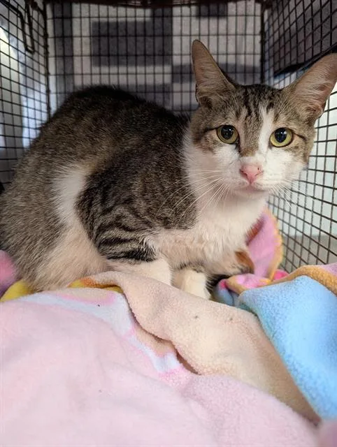 A young medium-sized female Domestic Short Hair cat named Dancing Queen for adoption in San Antonio, TX