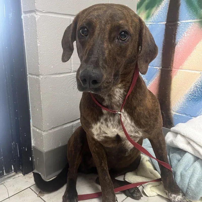 An adult medium-sized female Brindle Black Mouth Cur dog named Sister for adoption in Lufkin, TX