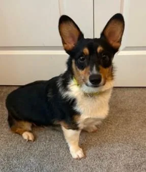 A young medium-sized male Pembroke Welsh Corgi dog named Sherman for adoption in Clayton, NC