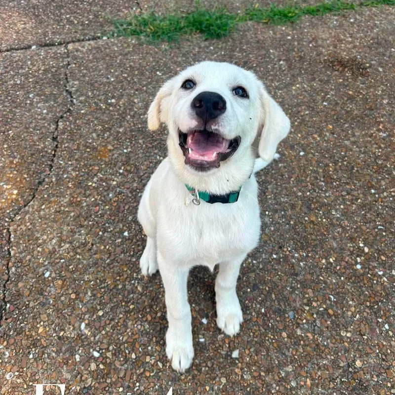 A baby large-sized female Great Pyrenees dog named Frost for adoption in Spring hill, TN