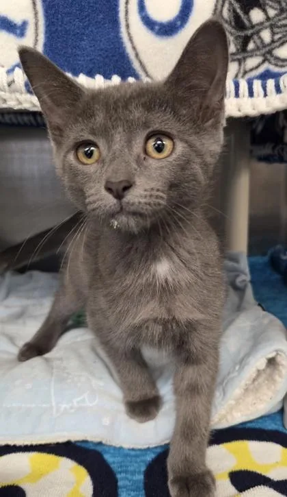 A baby small-sized male Domestic Short Hair cat named Giggles for adoption in Munster, IN