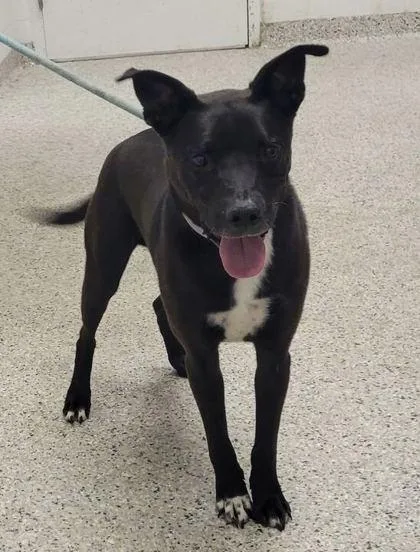 An adult large-sized male Black Mixed Breed dog named Rocko for adoption in Kansas City, MO