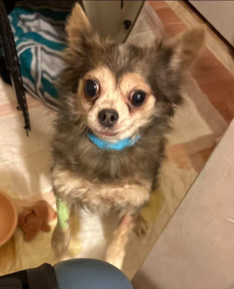 An adult small-sized female Chihuahua dog named Azul for adoption in Matthews, NC