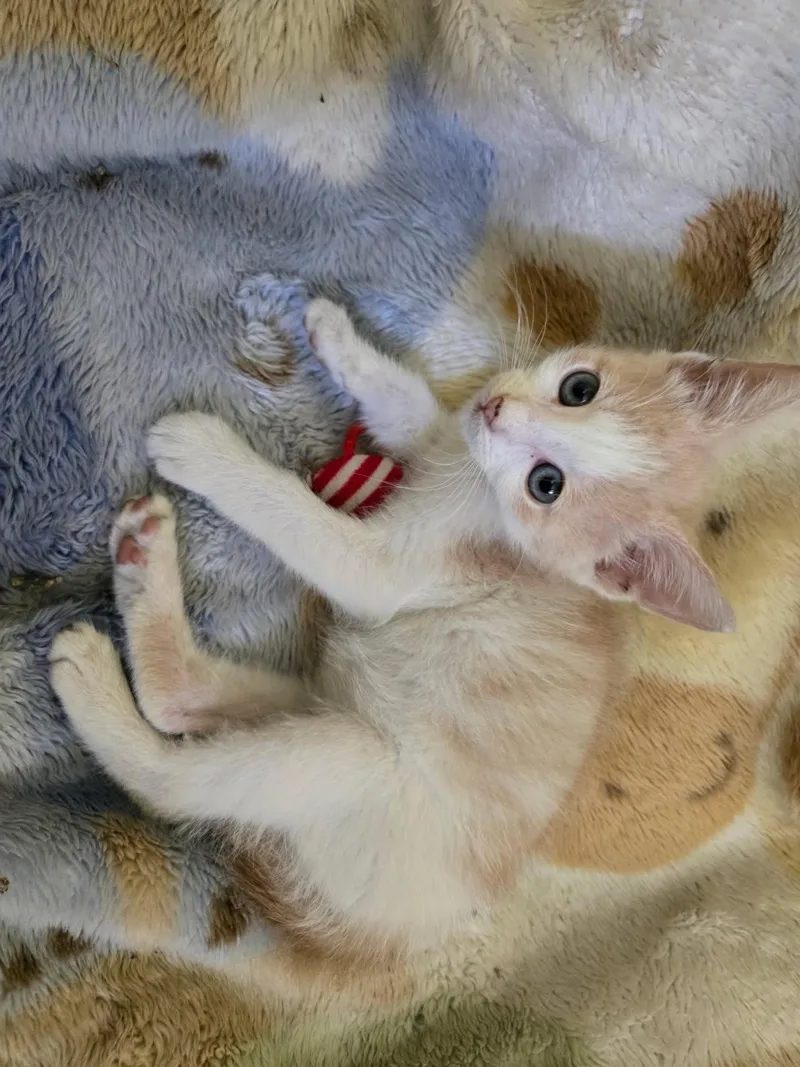 A baby medium-sized male Domestic Short Hair cat named Wilbur for adoption in Yardley, PA