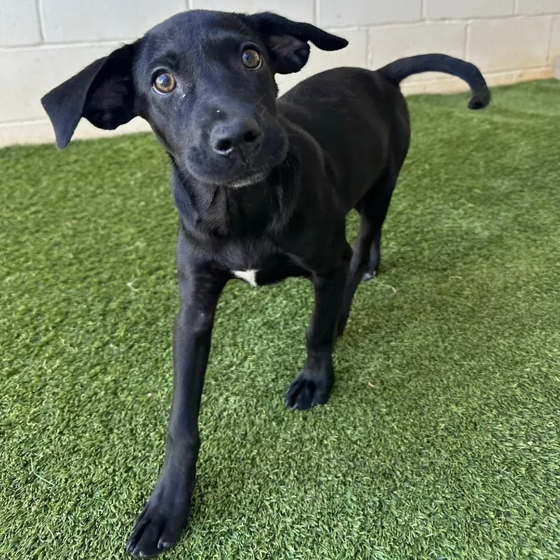 A baby small-sized female Mixed Breed dog named Spice for adoption in LOXAHATCHEE, FL