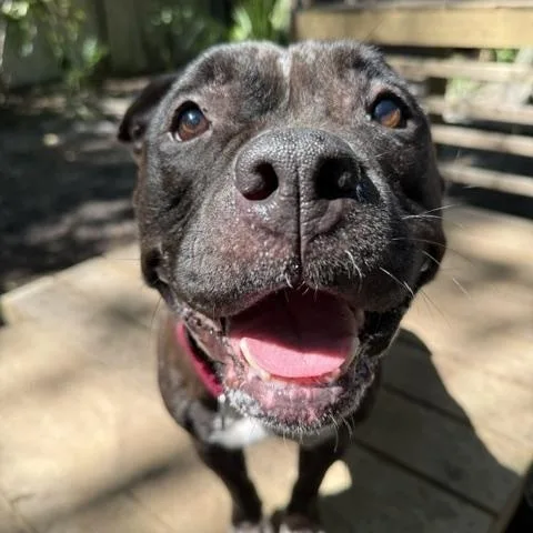 An adult medium-sized female Black Mixed Breed dog named Chicken Little for adoption in Charleston, SC