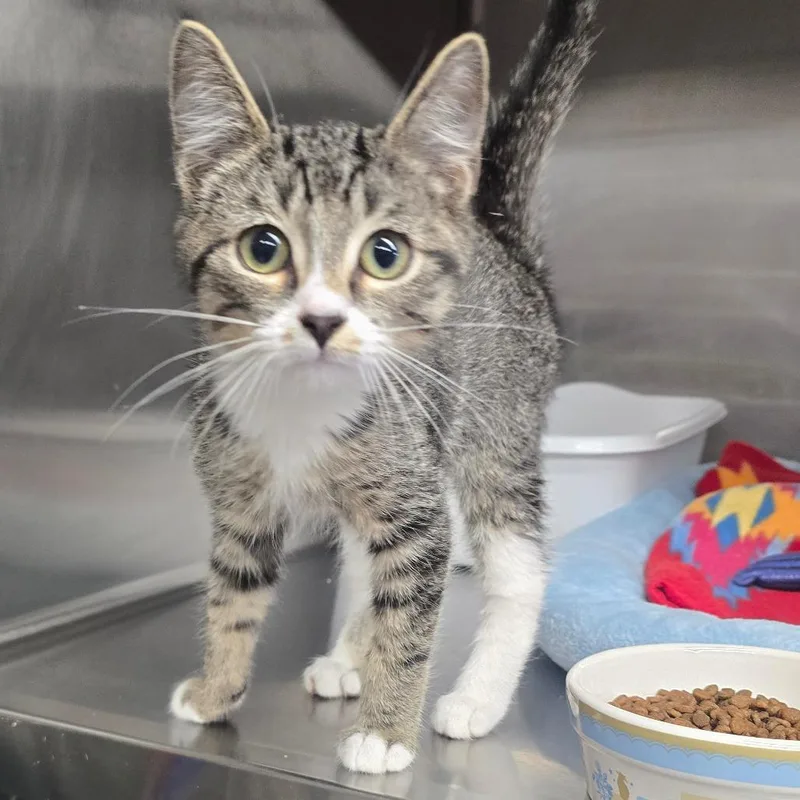 A baby small-sized male Brown / Chocolate Domestic Short Hair cat named Champ for adoption in Spokane, WA