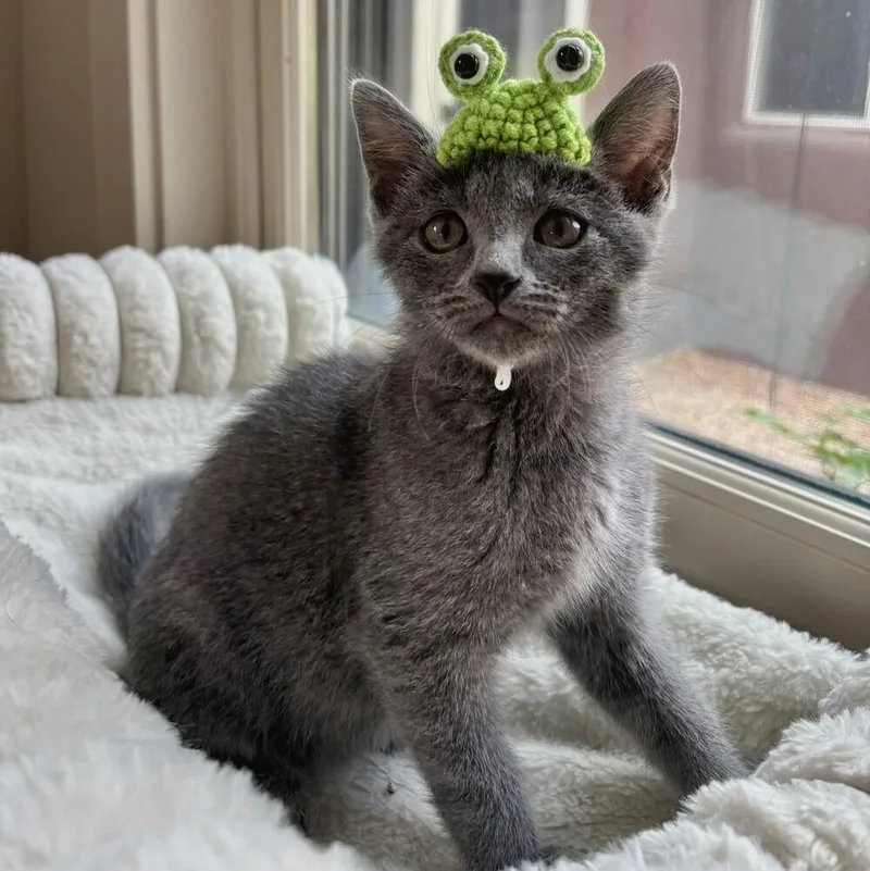 A baby small-sized male Gray / Blue / Silver Domestic Short Hair cat named Rio for adoption in Albuquerque, NM