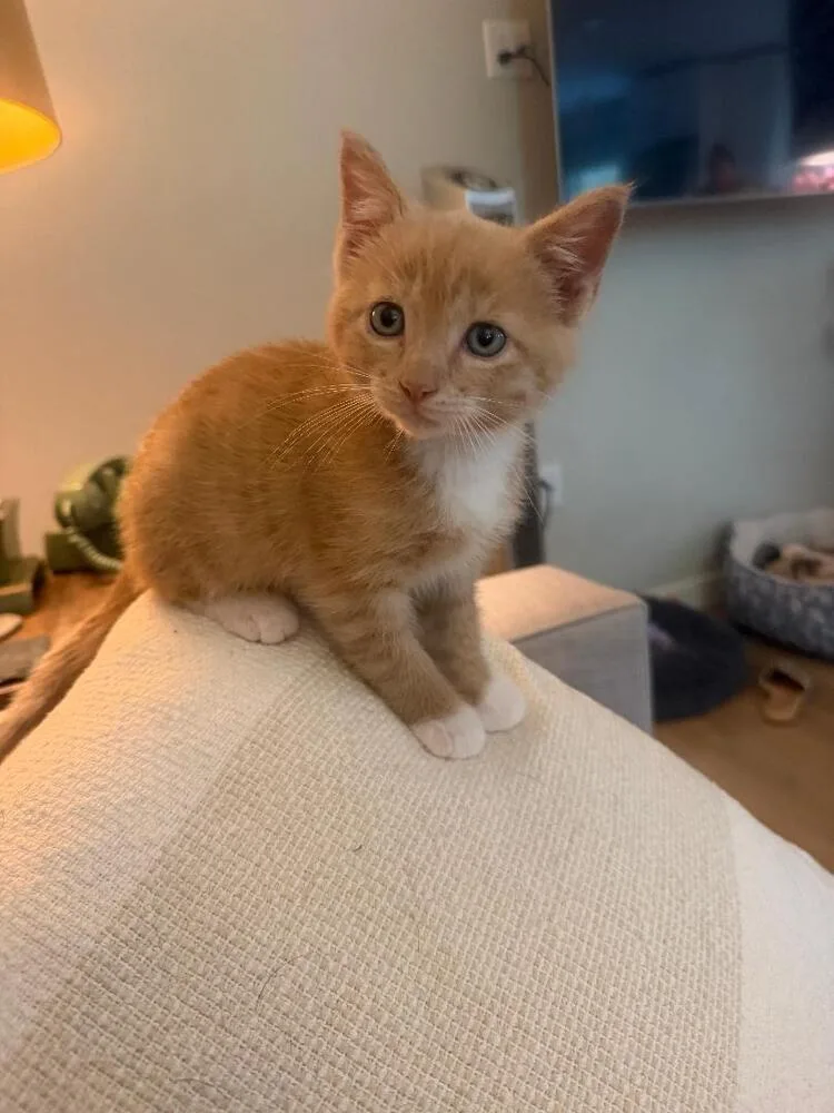 A baby medium-sized male Tabby (Orange / Red) Domestic Short Hair cat named Rocky for adoption in Oceanside, CA