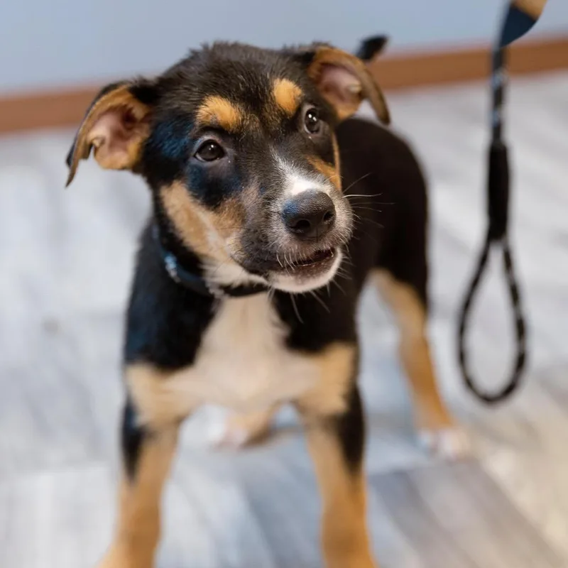 A baby small-sized female Black Labrador Retriever dog named Kirbie for adoption in Brainerd, MN