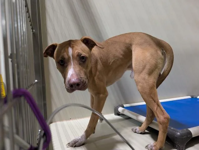 A young medium-sized male Brown / Chocolate Pit Bull Terrier dog named Ruger Urgent And for adoption in Thousand Oaks, CA