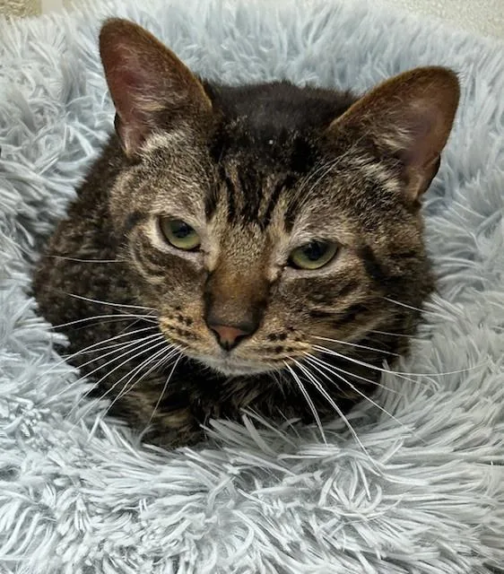 Tiger Special Needs thumbnail 2