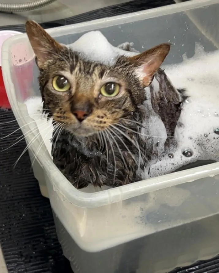 An adult medium-sized male Tabby (Brown / Chocolate) Domestic Short Hair cat named Tiger Special Needs for adoption in Willmar, MN