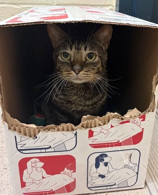 Tiger Special Needs thumbnail 3