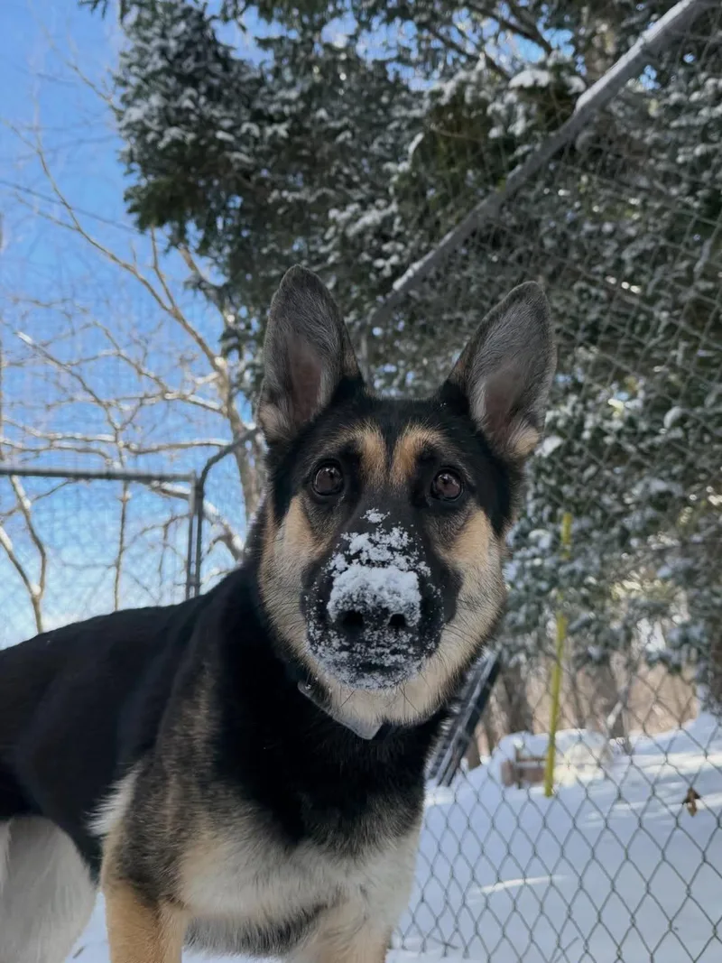 An adult large-sized female German Shepherd Dog dog named Layla for adoption in Detroit, MI