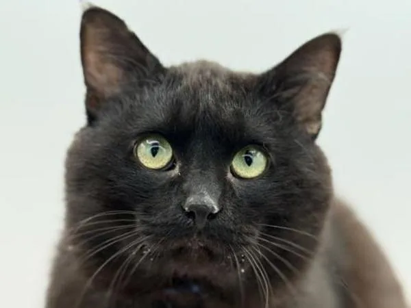 An adult small-sized male Domestic Short Hair cat named Devito for adoption in Portland, OR