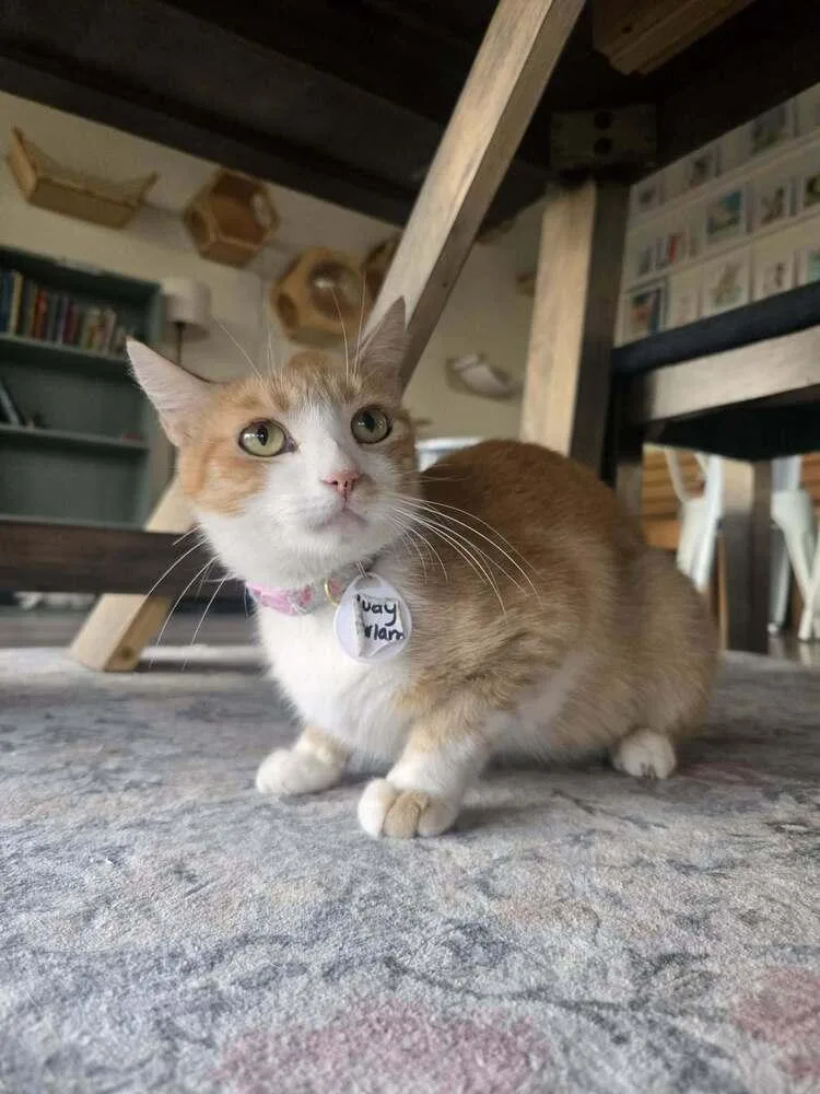 An adult medium-sized female Orange & White Domestic Short Hair cat named Judy Garland for adoption in tucson, AZ