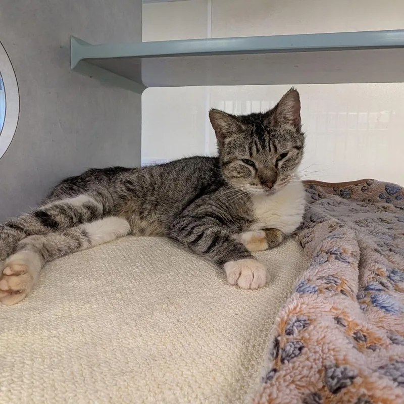A senior small-sized female Brown / Chocolate Domestic Short Hair cat named Wobbles for adoption in Buchanan Dam, TX