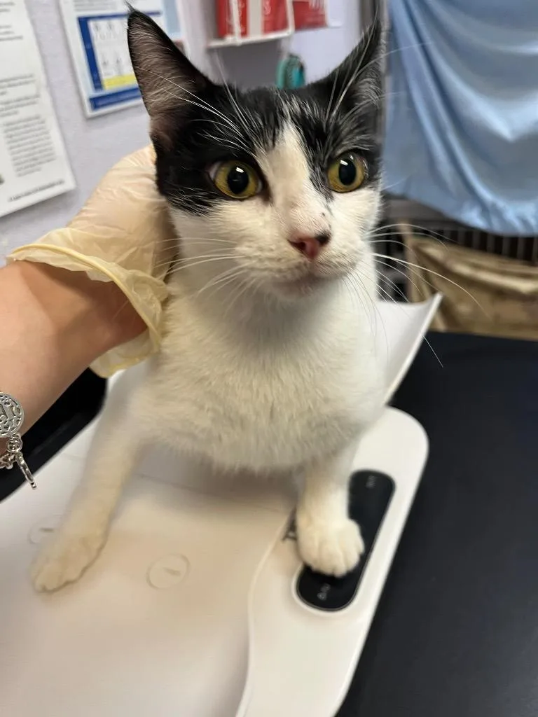 A young medium-sized female Domestic Short Hair cat named Saddle for adoption in New Braunfels, TX