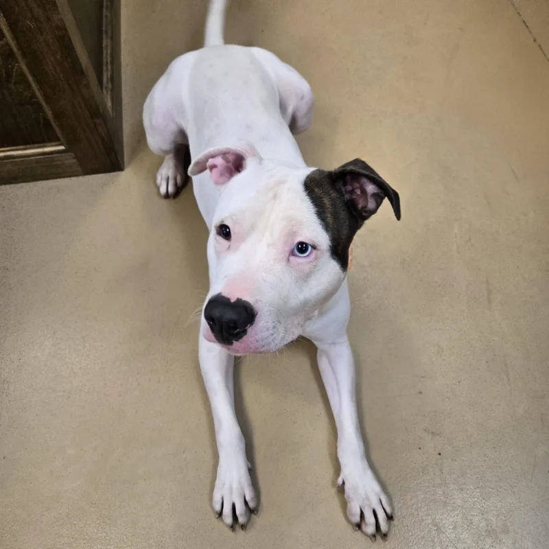 An adult medium-sized male White / Cream Pit Bull Terrier dog named Deputy Dewey for adoption in Xenia , OH