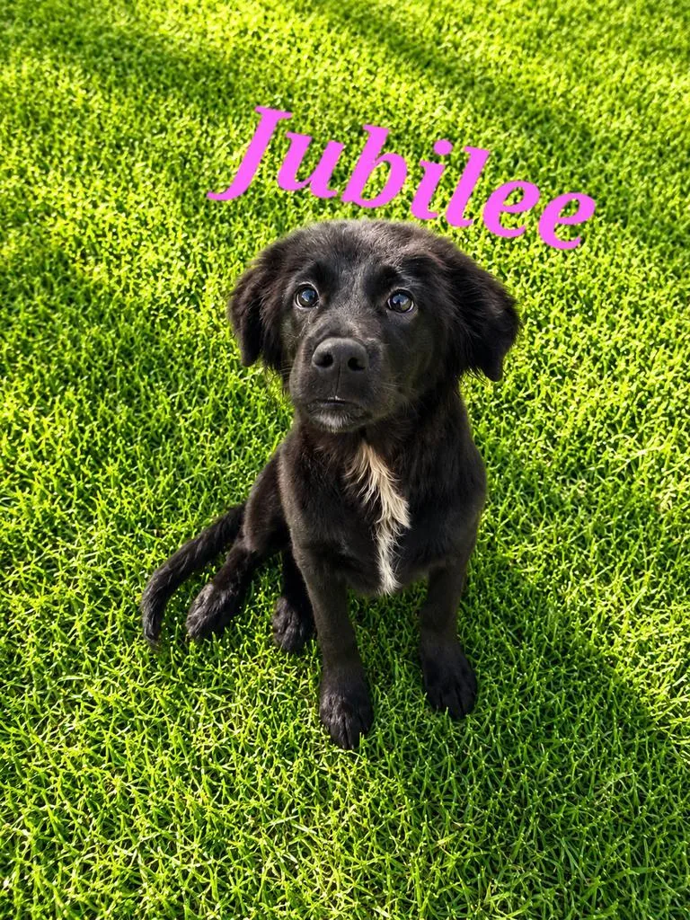 Jubilee thumbnail 2