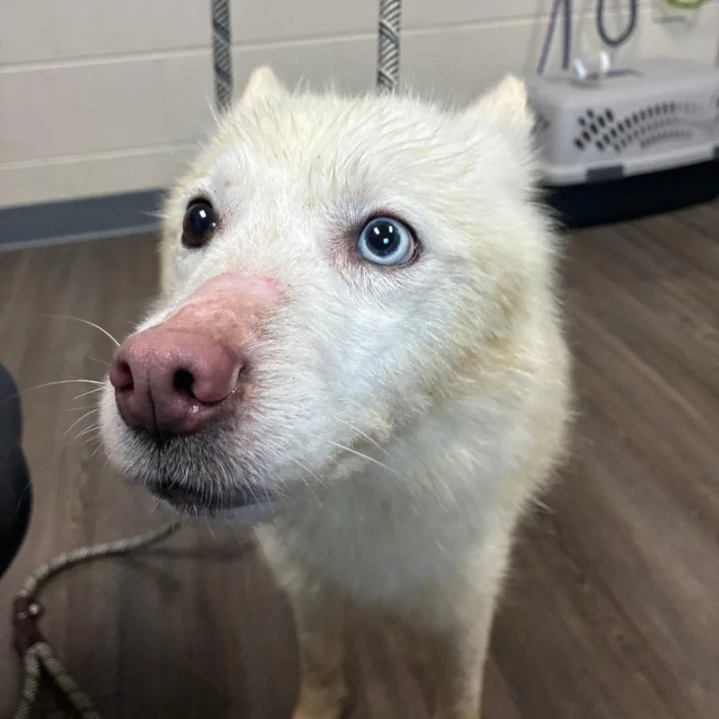 A senior medium-sized female White / Cream Mixed Breed dog named Yuki for adoption in Danville, KY