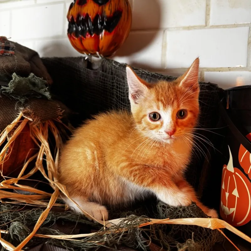A baby small-sized female Orange / Red Domestic Short Hair cat named Cranberry Kelli for adoption in Belleville, IL