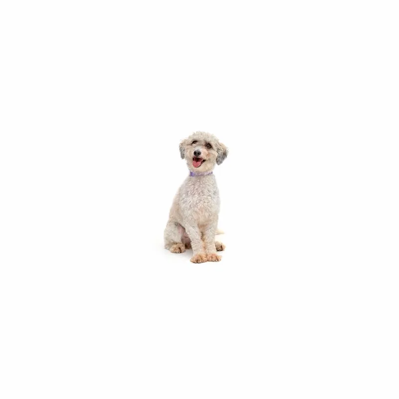 A young small-sized female White / Cream Mixed Breed dog named Carmela for adoption in Playa Vista, CA