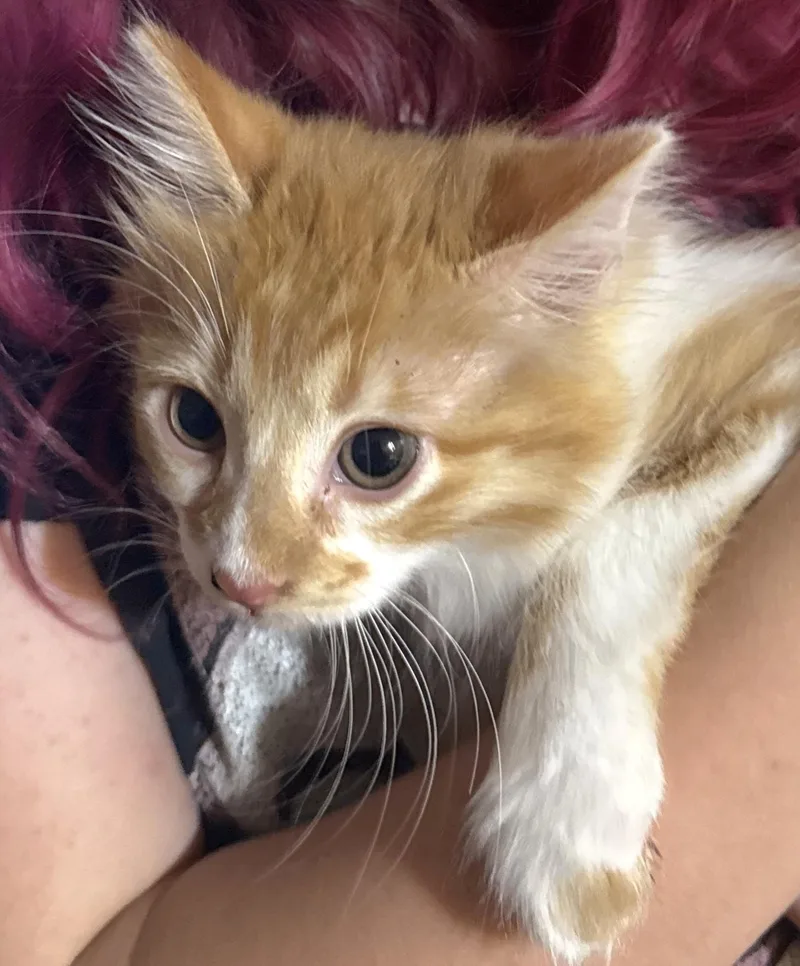 A baby medium-sized male Orange & White Tabby cat named Reese for adoption in Springfield, OR