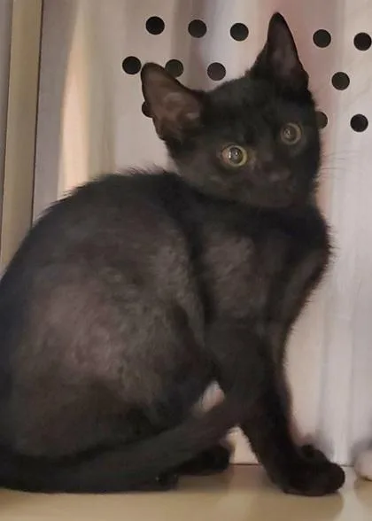 A young medium-sized male Domestic Short Hair cat named Uncle Leon for adoption in Kansas City, MO