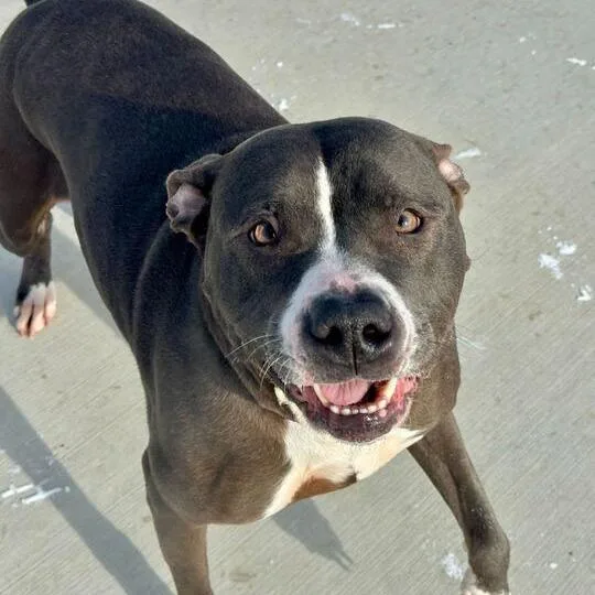 Isabella thumbnail 3