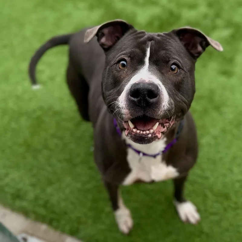 Isabella thumbnail 5