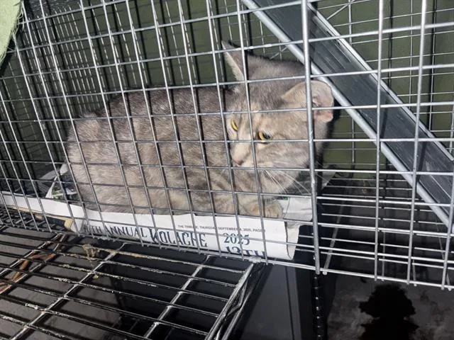 A young large-sized female Domestic Short Hair cat named Ana for adoption in Dallas, TX