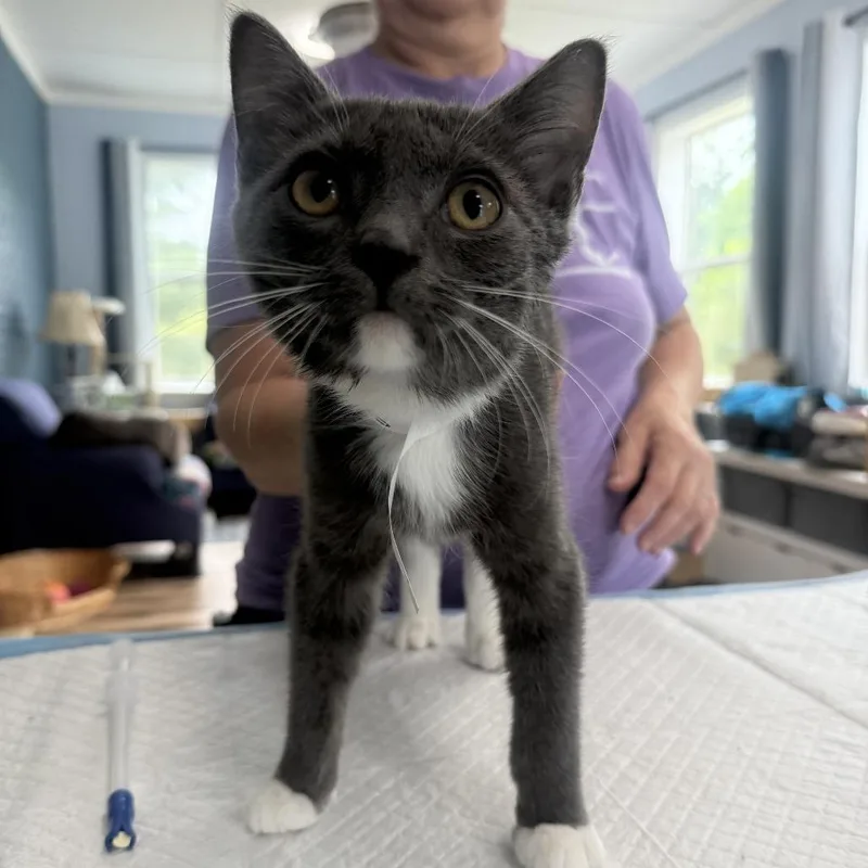 A baby small-sized male Gray / Blue / Silver Domestic Short Hair cat named Shadow Bowers for adoption in Woodstock, VA