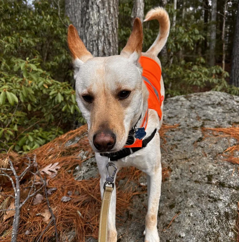 An adult medium-sized male Carolina Dog dog named Dewey for adoption in Longview, TX