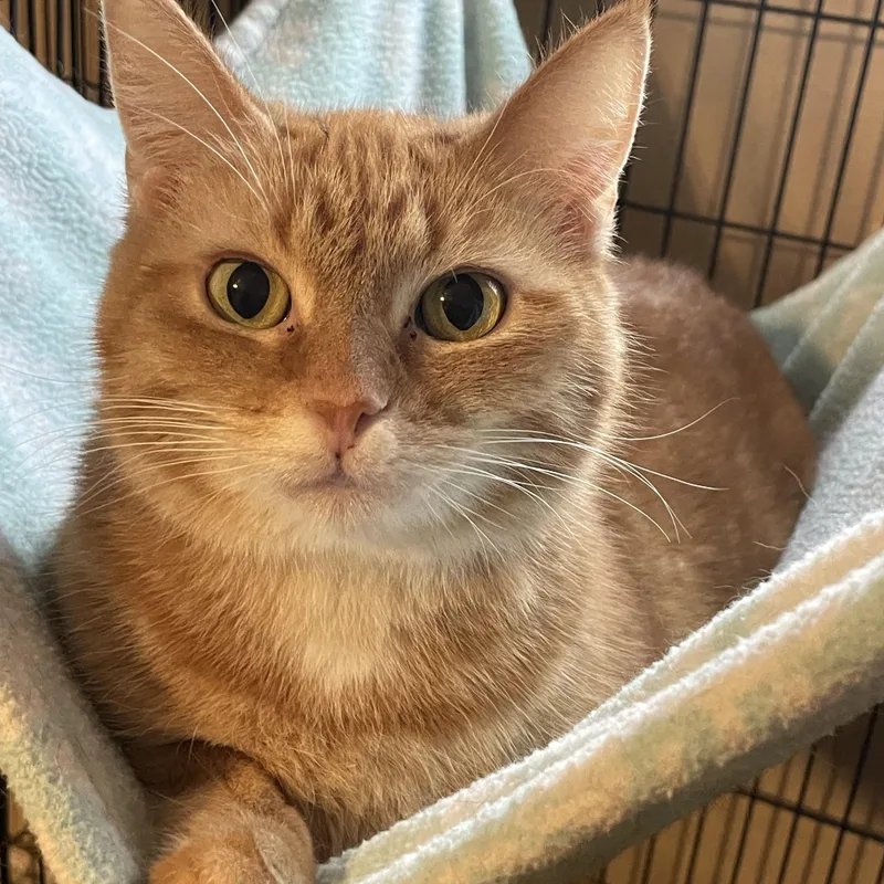 Chemelle thumbnail 2