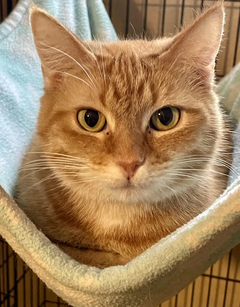 Chemelle thumbnail 3