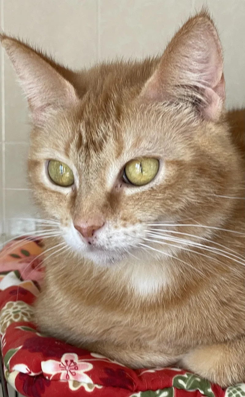 Chemelle thumbnail 4