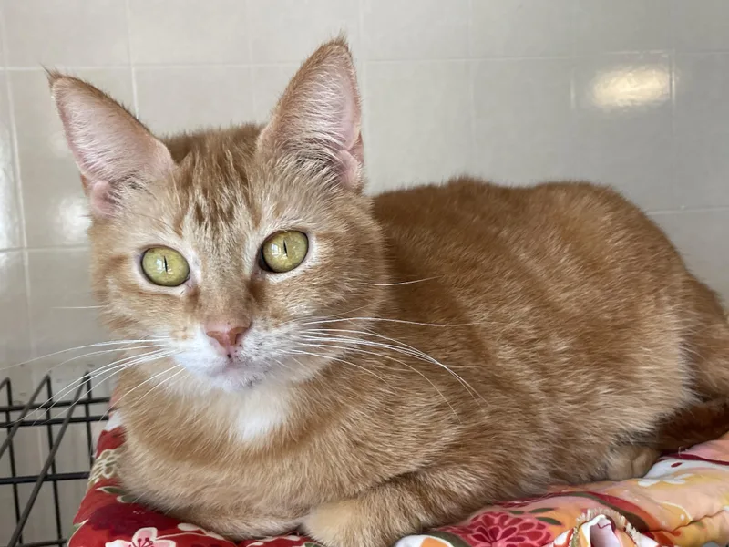 Chemelle thumbnail 5