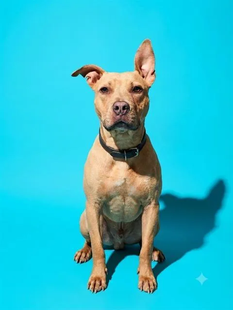 A young medium-sized female Mixed Breed dog named Evie for adoption in Jacksonville, FL